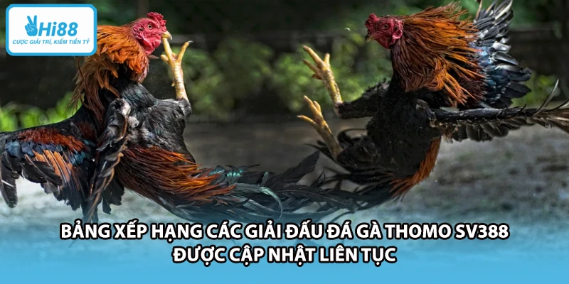 Bảng xếp hạng các giải đấu đá gà Thomo SV388 được cập nhật liên tục