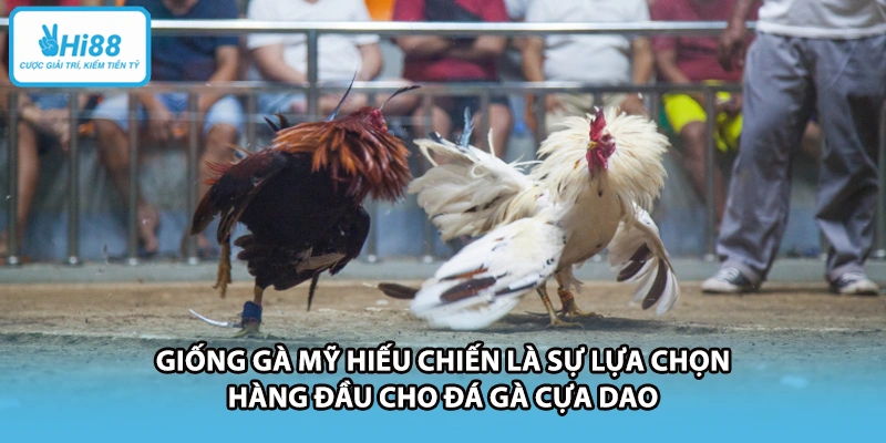 Giống gà Mỹ hiếu chiến là sự lựa chọn hàng đầu cho đá gà cựa dao.