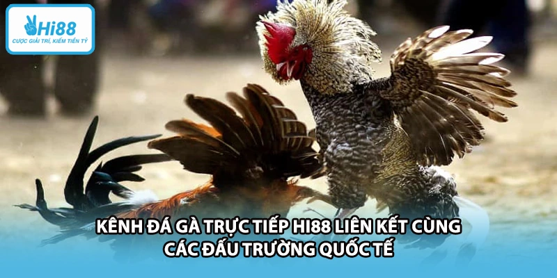 Kênh đá gà trực tiếp HI88 liên kết cùng các đấu trường quốc tế