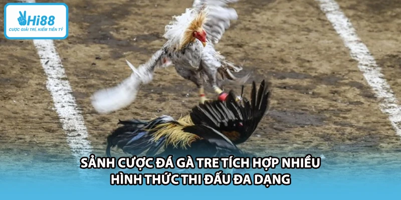 Sảnh cược đá gà tre tích hợp nhiều hình thức thi đấu đa dạng
