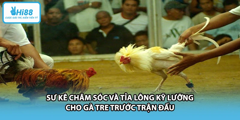 Sư kê chăm sóc và tỉa lông kỹ lưỡng cho gà tre trước trận đấu