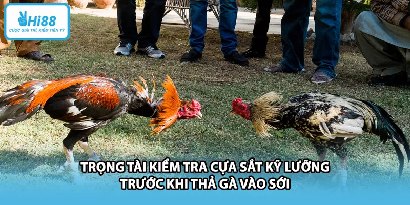 Trọng tài kiểm tra cựa sắt kỹ lưỡng trước khi thả gà vào sới